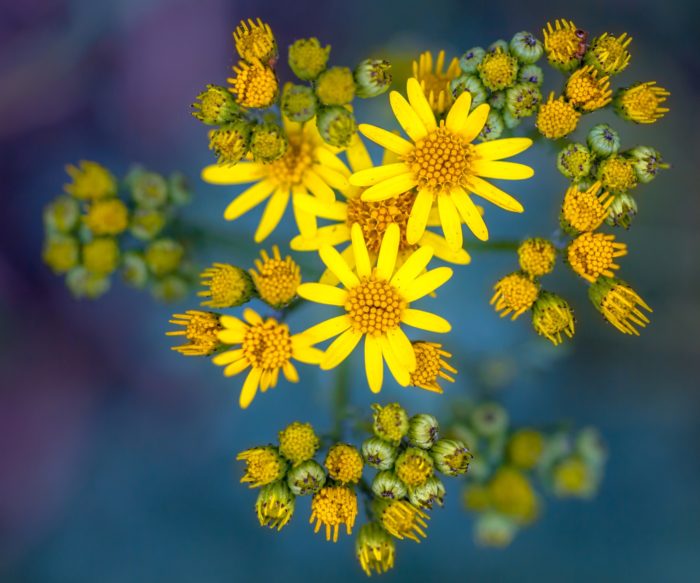 Ragwort on green and purple background